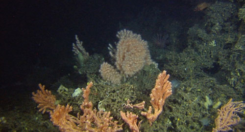 These corals were observed on a previous cruise.