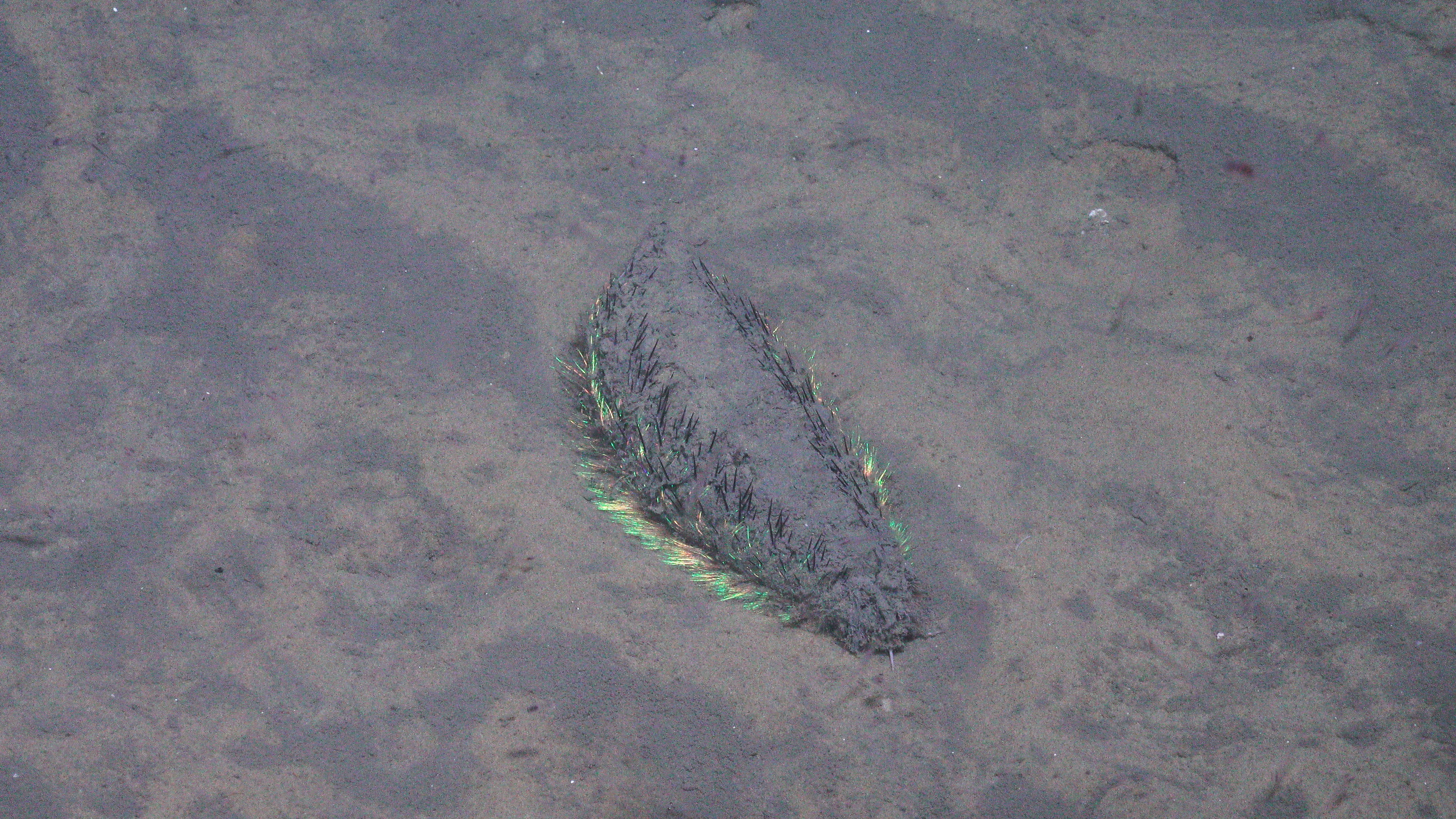 Sandete sjøbunn med en gullmus midt i bildet. Den er også dekket av sand, men grønne børster skiller seg ut fra sanden.