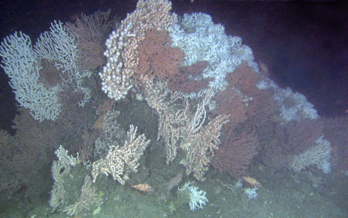 Bildet viser et korallrev