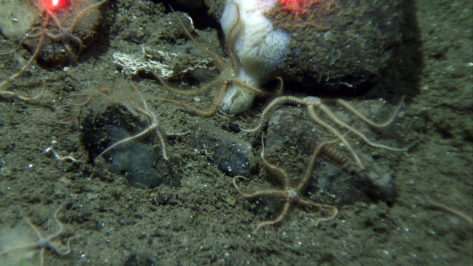 undervannsfoto, organismer på havbunn