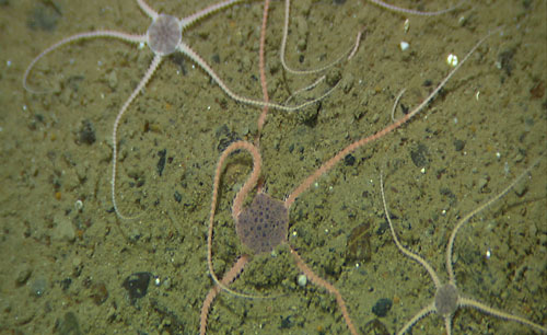 foto av organisme på havbunnen