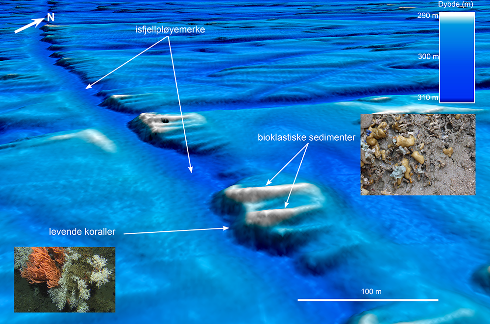 model of reef