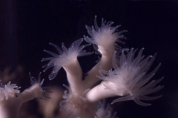 Three purple corals with white stem