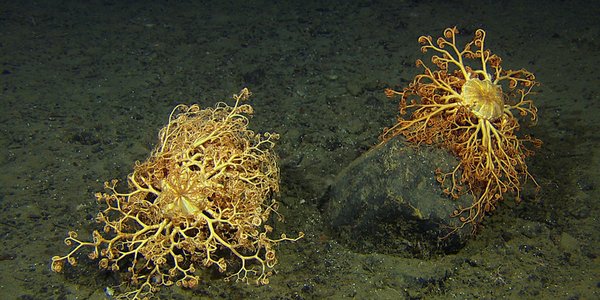 HI 017664 korall
