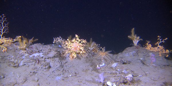 Medusahoder og fjærstjerner