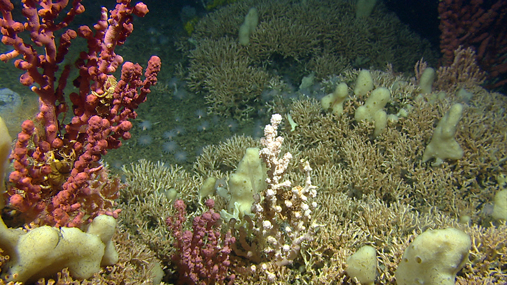 Kartleggingen har blant annet påvist langt flere korallrev enn det som tidligere var kjent. Foto: MAREANO