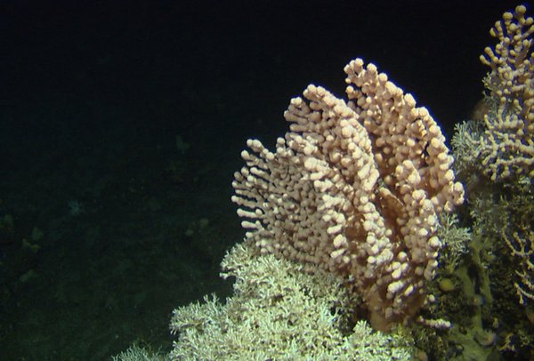 Coral surrounded in darkness