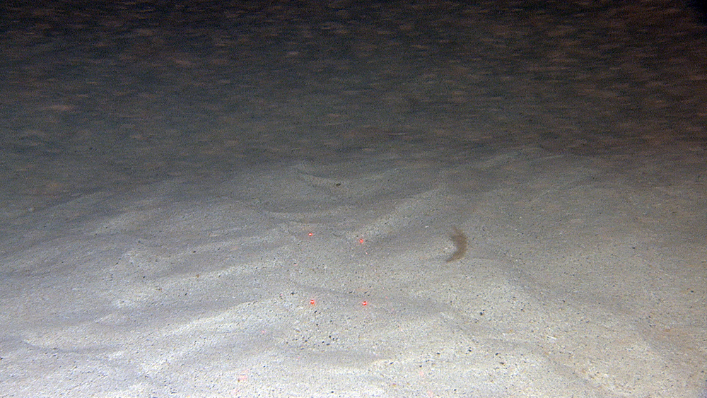Ripples on a 10 m high sand ridge (sandbank). The current is very strong, and particles are jumping along the seabed and suspended in the water above the seabed. Few animals can live on this rapidly changing seabed, except for some species of polychaeta. The distance between the red laser dots is 10 cm.