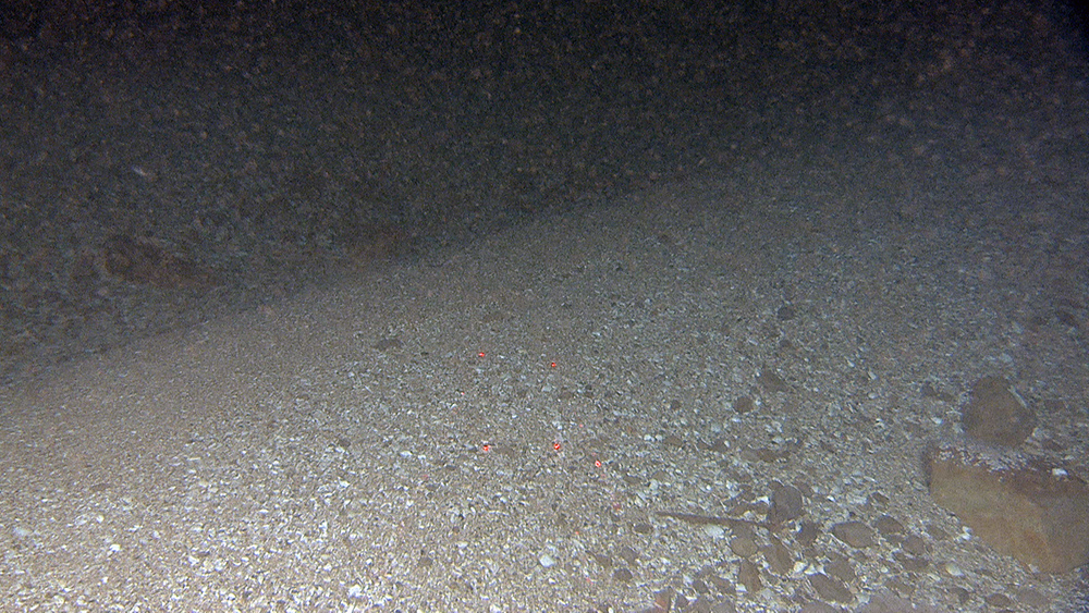 Wave ripples comprising mainly of sand and gravel size shell fragments, with a typically symmetrical flat crest. Red laser dots are 10 cm apart. 