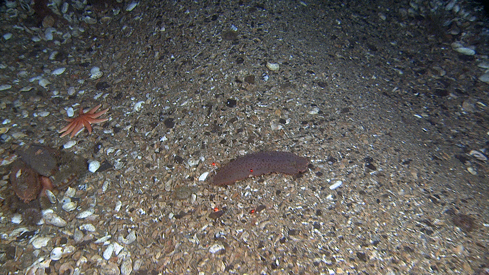 Wave ripple comprising of sand and gravel size rock particles and shell fragments. Some animals, such as the sea cucumber (Cucumaria), thrive in strong currents and can be ubiquitously found between wave ripples. Red laser dots are 10 cm apart.