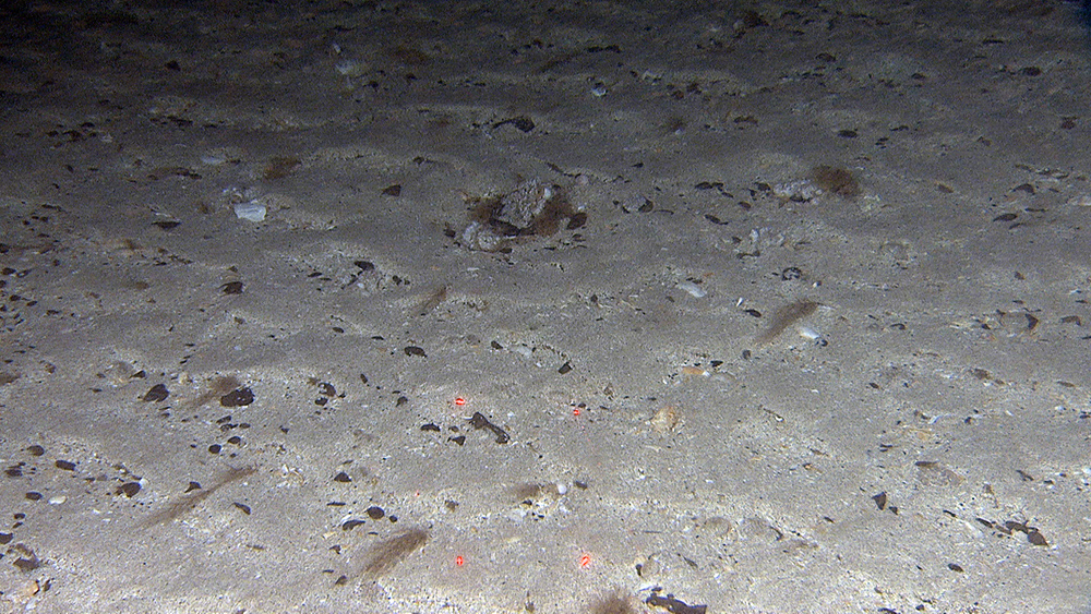 Sand ripples, 2-3 cm high formed by strong unidirectional current. Hydrozoans, anchored to gravel, cobbles, boulders and shells are dragged by the current down towards the left. The distance between the red laser dots is 10 cm.