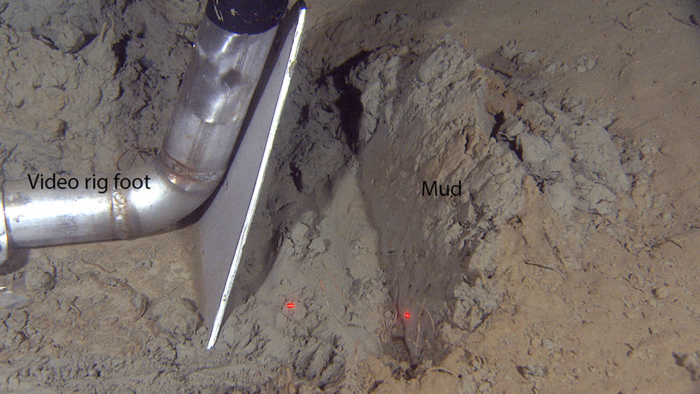 Fine-grained sediments like mud or sandy mud are deposited in basins. These basins are often only 1-2 meters deeper than the surrounding seafloor. The image is taken at 330 m depth. The foot of the video rig is shown; red laser dots are 10 cm apart. 