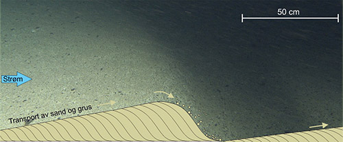 illustrasjon av tverrsnitt for sanddyne