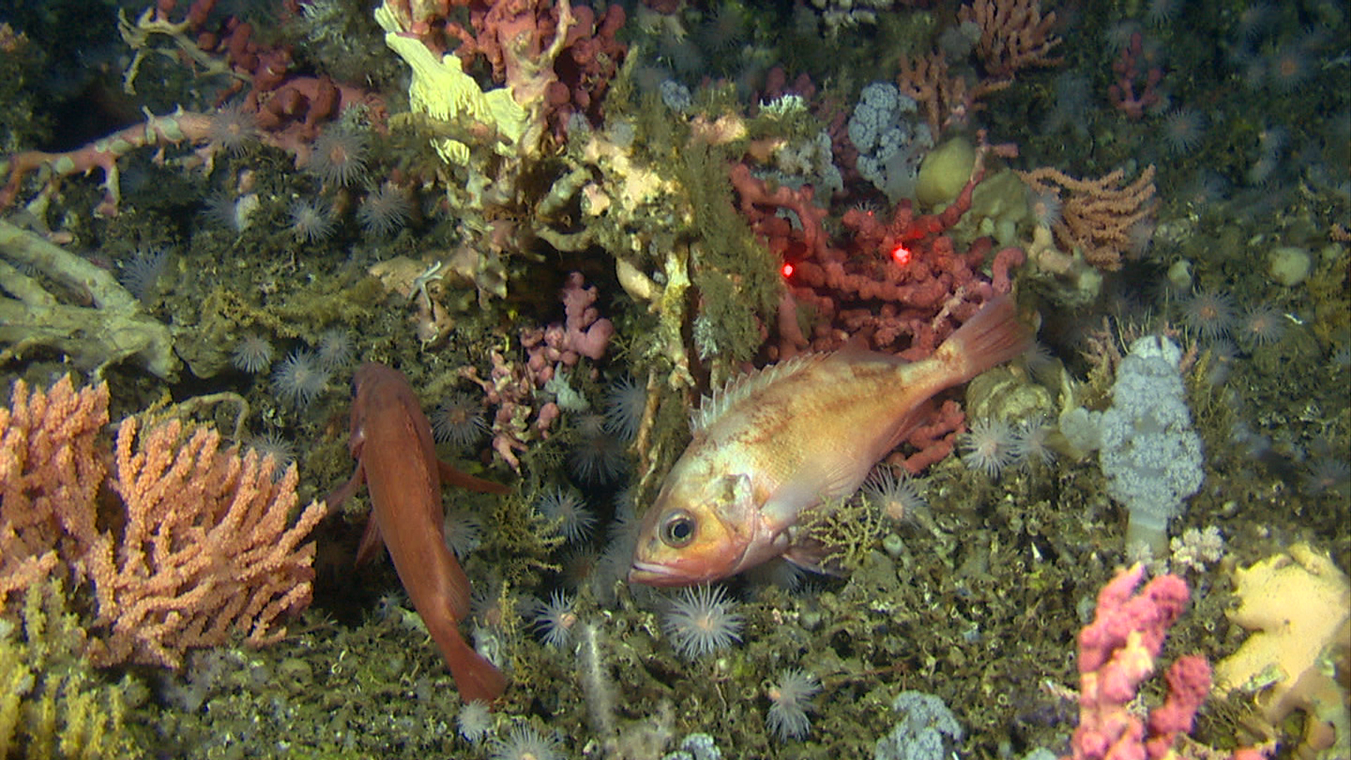 Bildet viser korallrev der det er mange ulike rødfarger, inkludert en rød fisk.