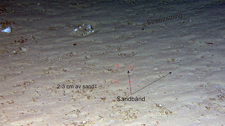 Sandbånd fra rundt 500 meters dyp – parallelle med strømretningen. Avstanden mellom de røde laserpunktene er 10 cm.