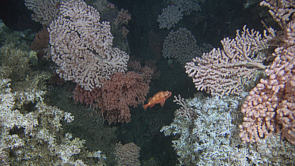 Kaldtvannskorallrev og uer.
