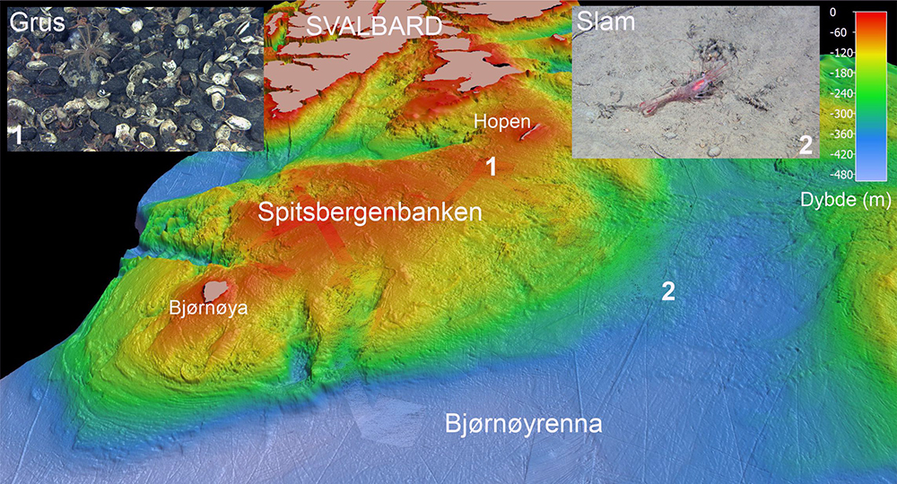 Øst for Spitsbergenbanken ligger Bjørnøyrenna med vanndyp ned til 450 meter. Beveger vi oss i nordvestlig retning avtar dypet litt etter litt til rundt 20 meter på de grunneste områdene av banken. I de dype områdene består sedimentene stort sett av slam og sandholdig slam, men vi finner også mer grusholdige sedimenter, og av og til stein. Mot toppen av banken blir sedimentene gradvis grovere, og består etter hvert hovedsakelig av grus, stein og blokk, men også skjellrester fra døde muslinger, snegler og andre organismer, dekker store områder.