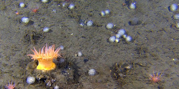 R1456 gul anemone