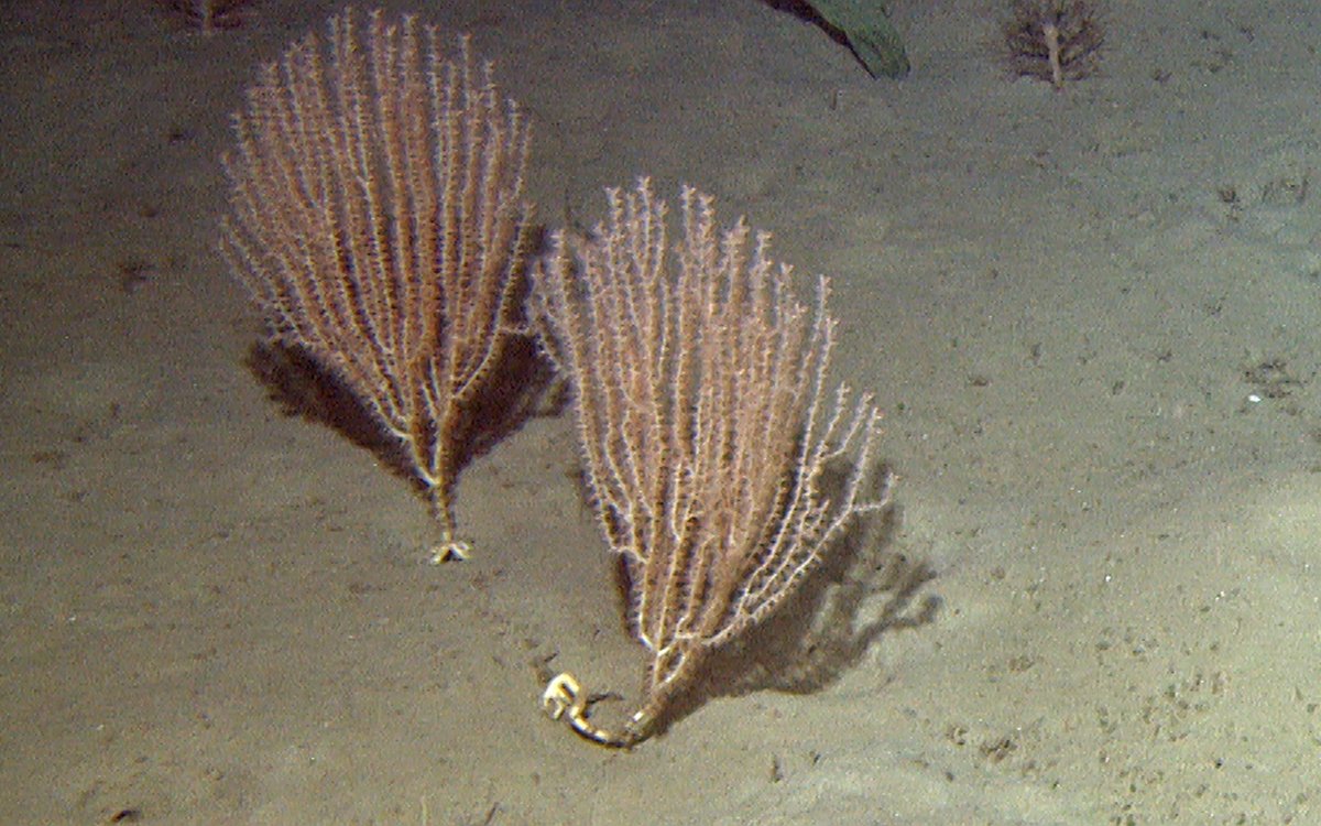 Bildet viser bambuskorallen Isidella lofotensis