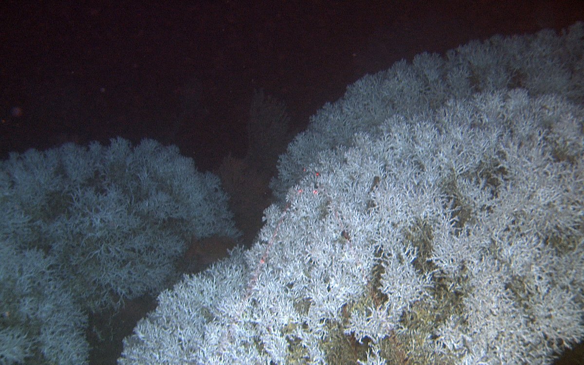 Bildet viser korallkolonier.