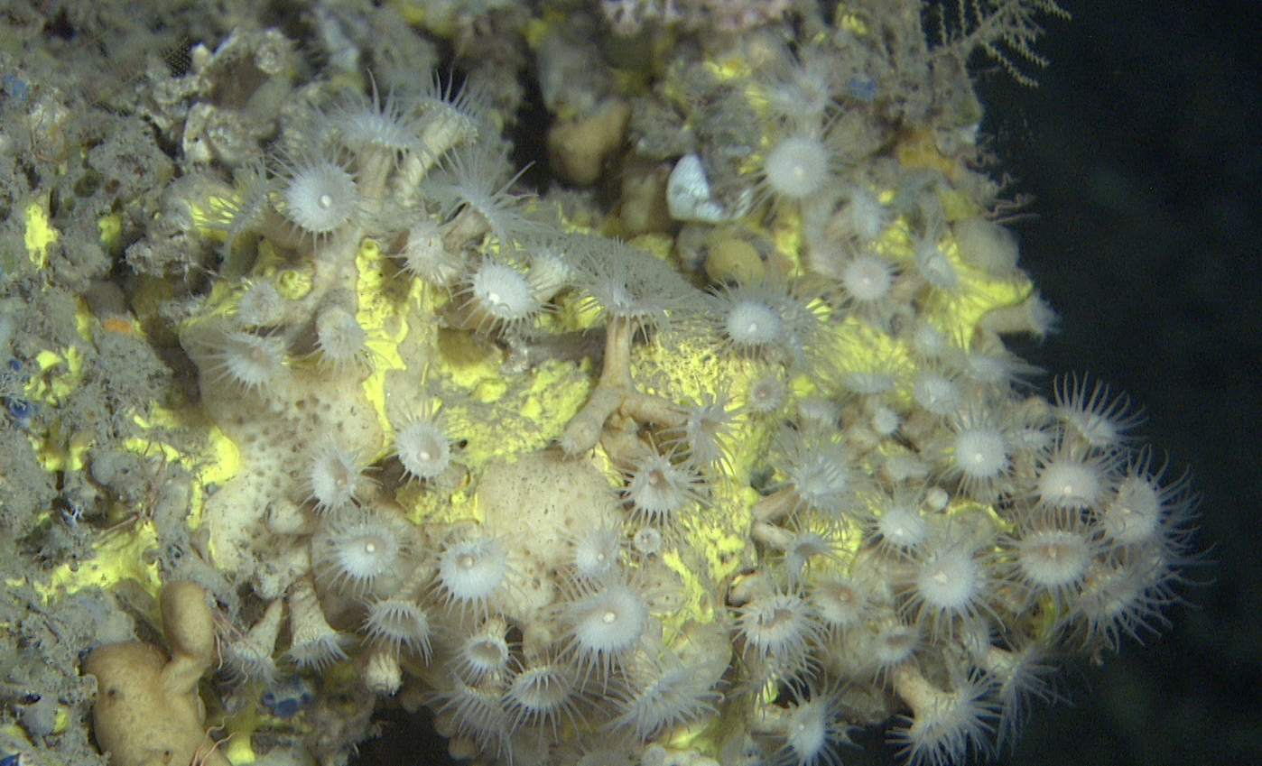 Bildet viser små sjøanemoner