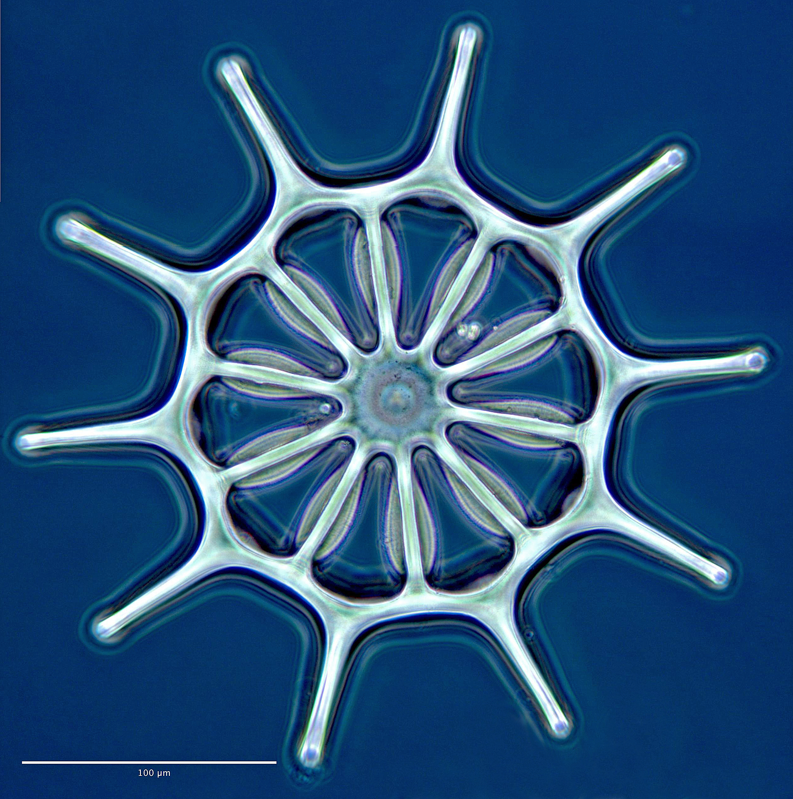 Bilde av hjulformet struktur på huden til en sjøpølse.