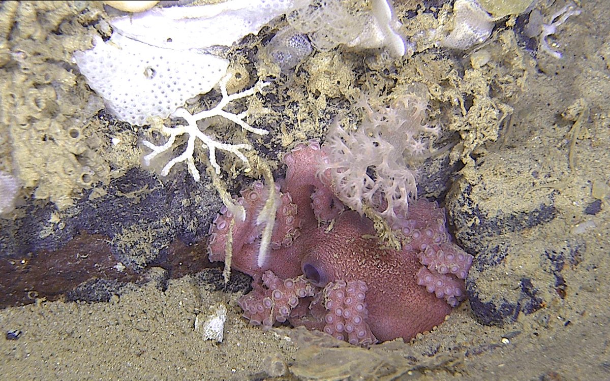 Bildet viser en blekksprut som har gjemt seg mellom to steiner
