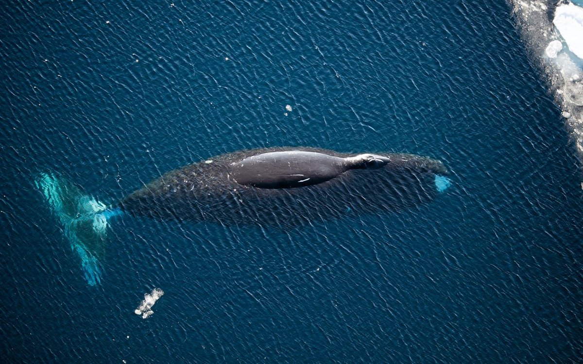 Grønlandshval svømmer i Framstredet. Foto: N. Cobbing, Norsk Polarinstitutt