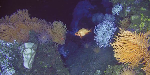Den raude ueren sym mellom kvite og raudaktige korallar.