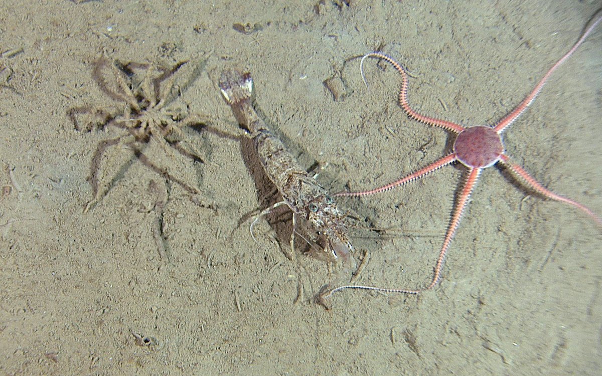 Bilde av hestereke, slangestjerne og havedderkopp ved siden av hverandre på havbunnen.
