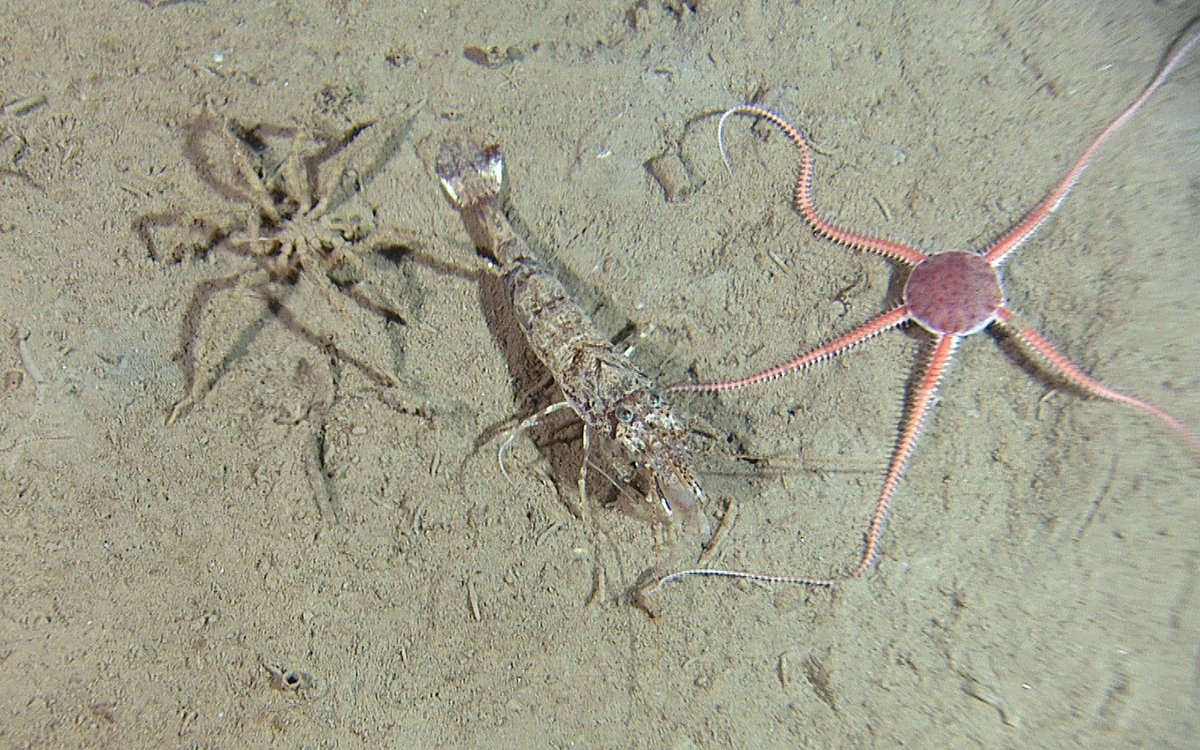 Bilde av hestereke, slangestjerne og havedderkopp ved siden av hverandre på havbunnen.