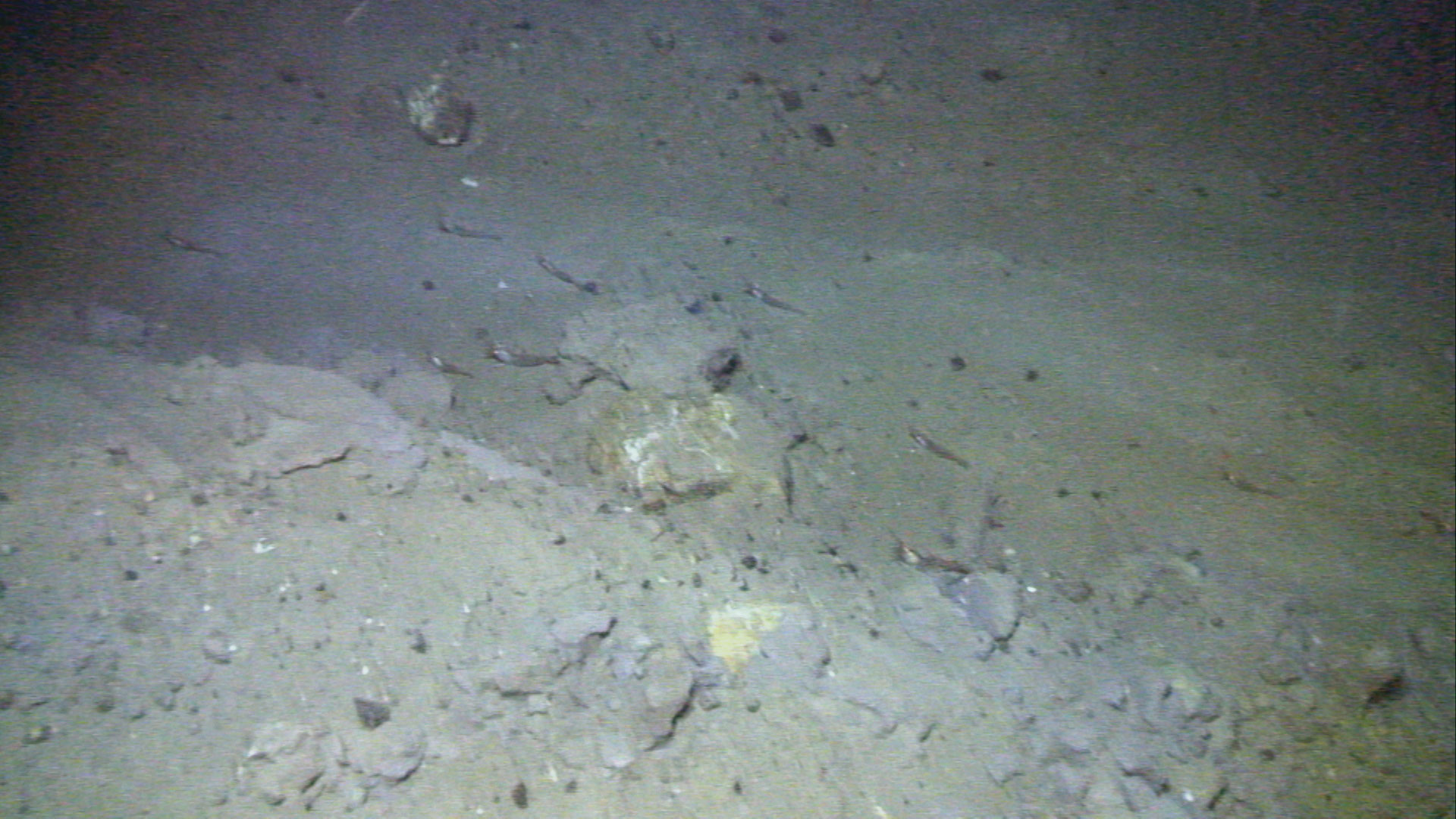 Bilde av trålspor på havbunnen, en kan se tydelige pløyemerker.