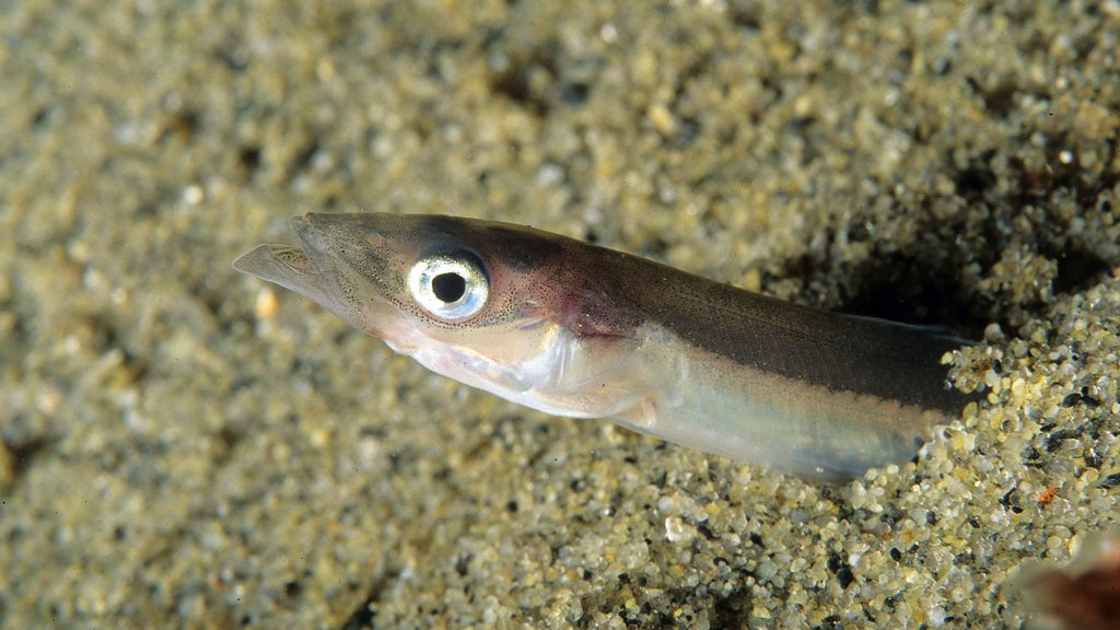 Tobis (fisk) har gravd seg ned i sanden på havbunnen.