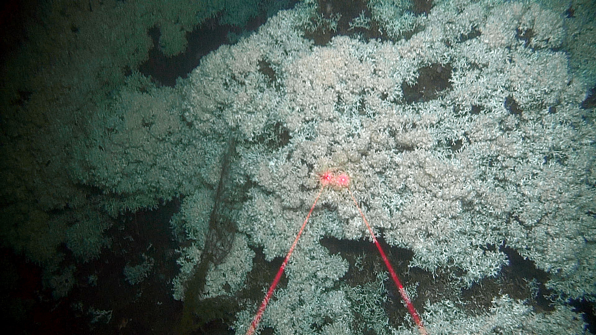 Hvitt korallrev med en liten bit fiskegarn. To røde stråler fra laserlys.