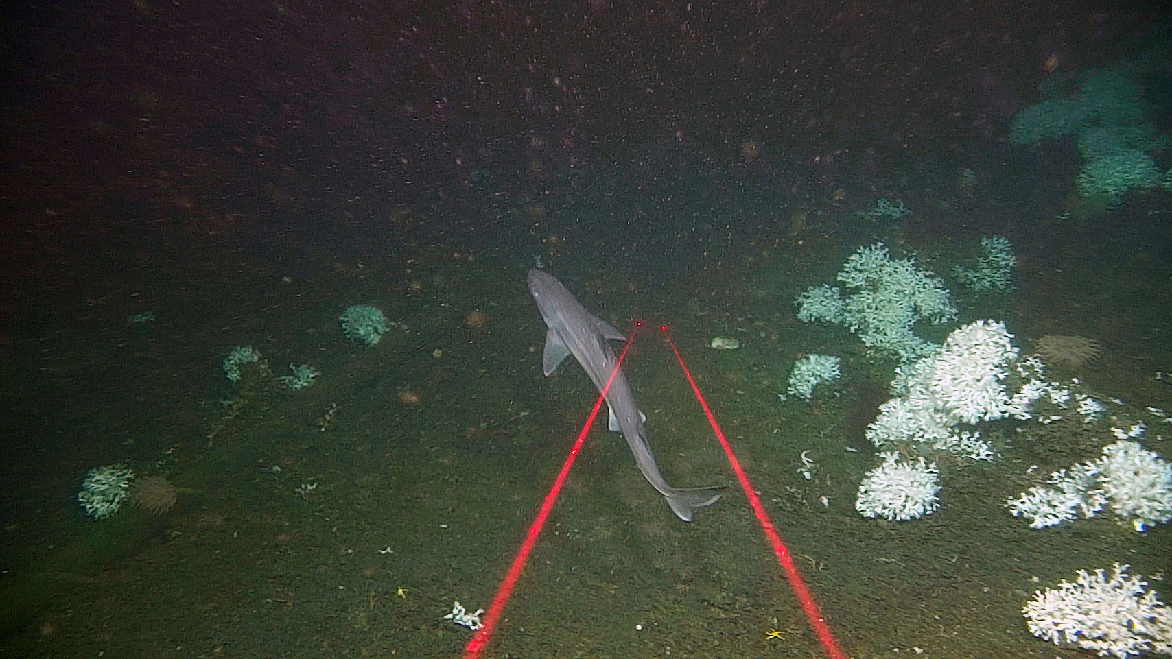 En avlang fisk svømmer rett over havbunnen. Hvite tuer med koraller er spredt utover.