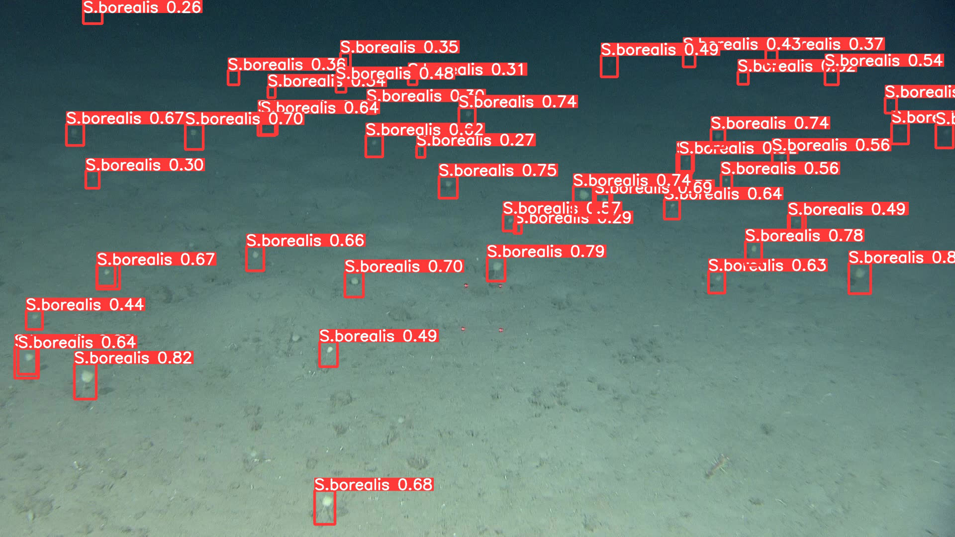 Bilde av havbunn med mange til dels skjulte dyr som alle er merket av bildegjenkjenningsprogrammet.