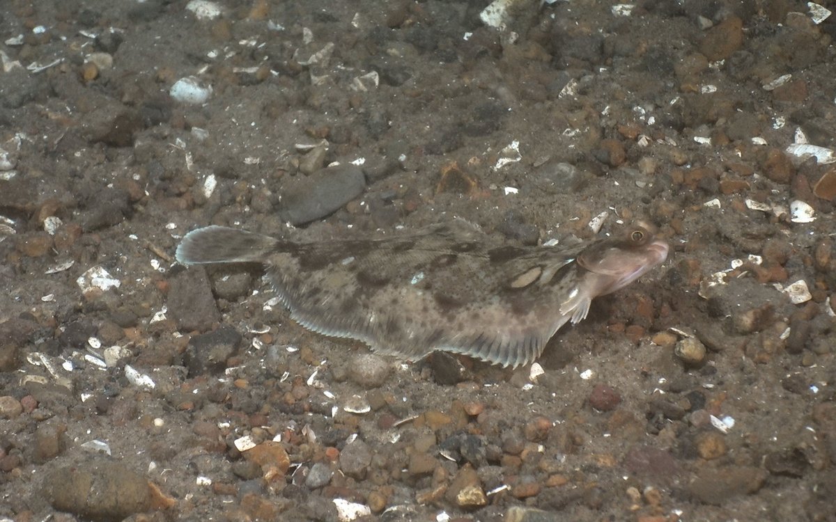 En flat, nesten usynlig fisk som ligger på en bunn med småsteiner.