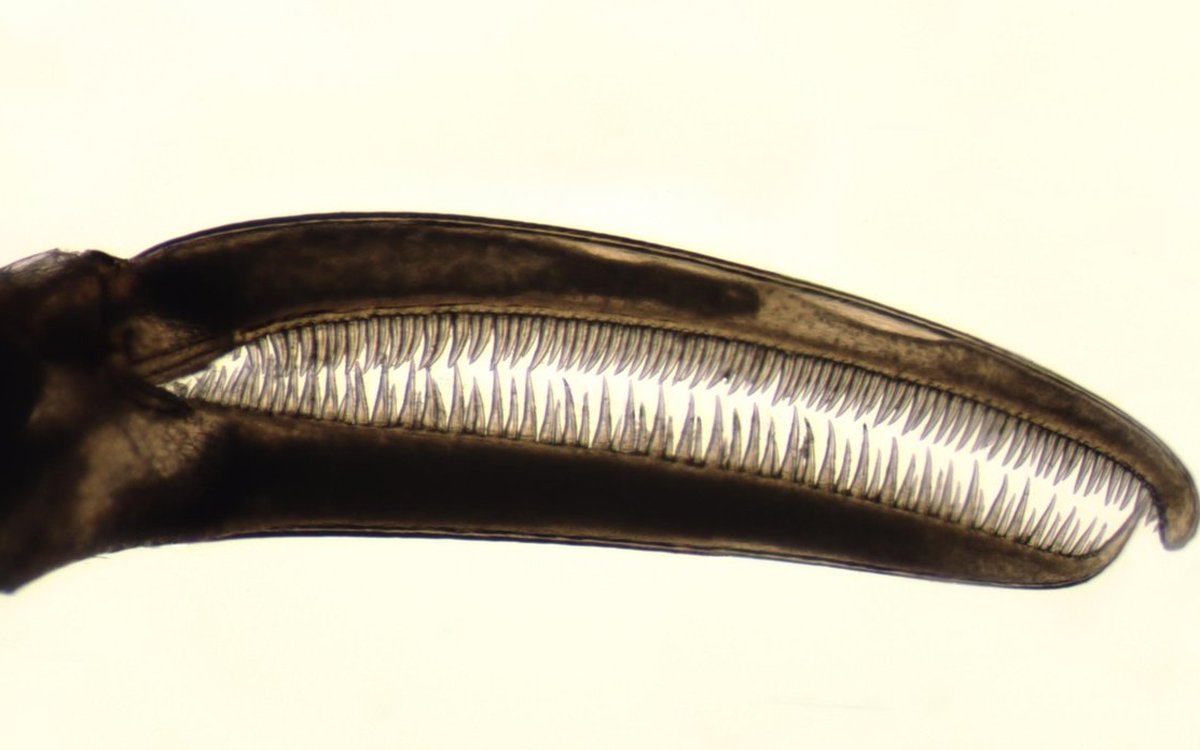 Nymphon elegans chelae med fingre