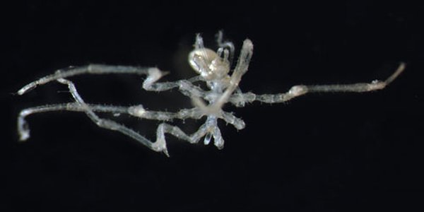 Cilunculus battenae alternativ 2 500