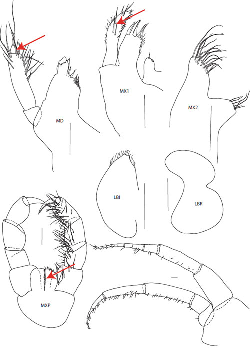 Strektegninger av munndelene til Metopa groenlandica.