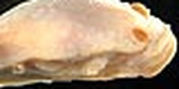 page thumb 8454