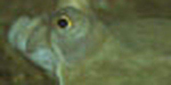 page thumb 9226