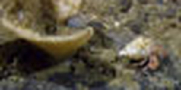 page thumb 9250