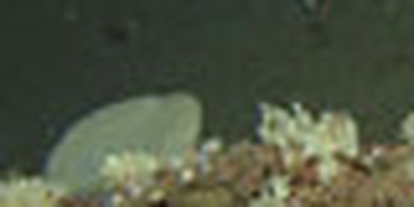 page thumb 9261