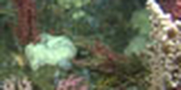 page thumb 9486