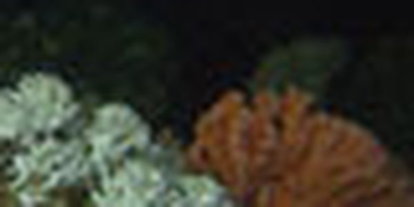 page thumb 9493