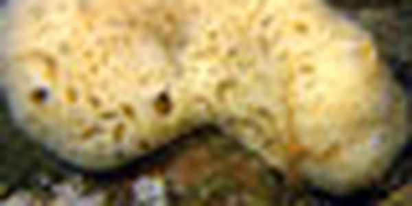 page thumb 9495