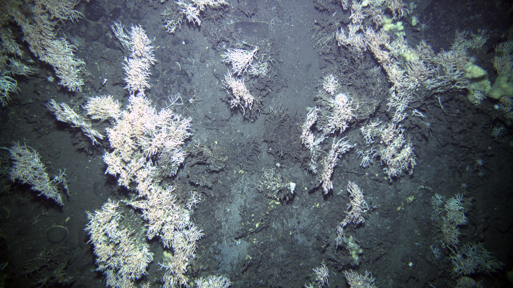 Bilde av koraller