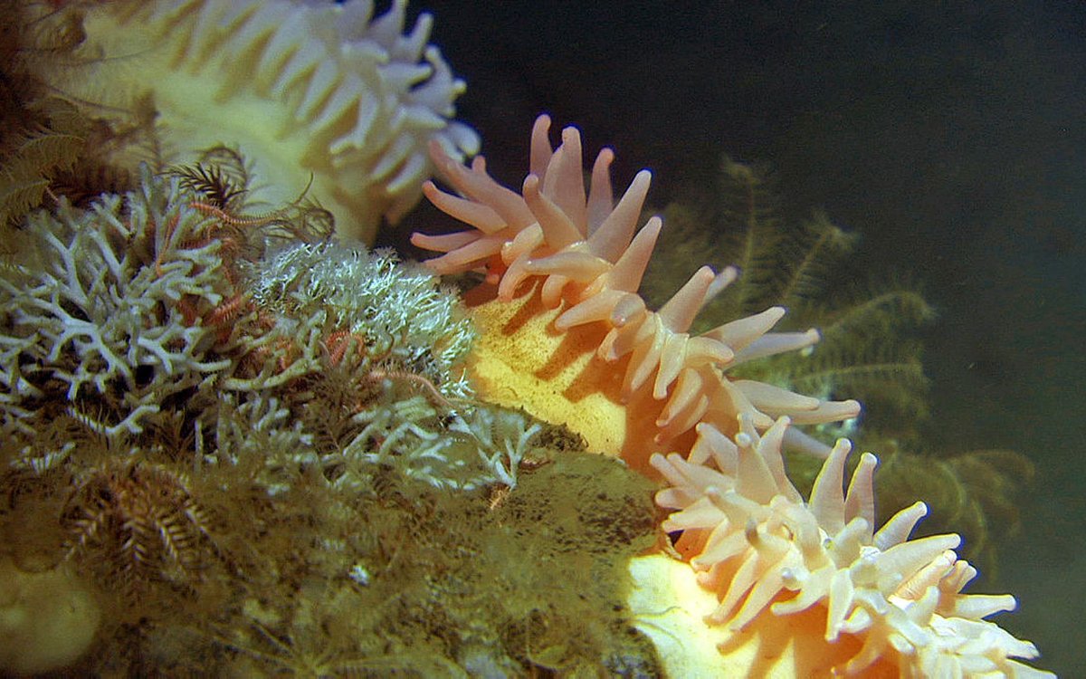 mareano anemone forsidebilde.jpg