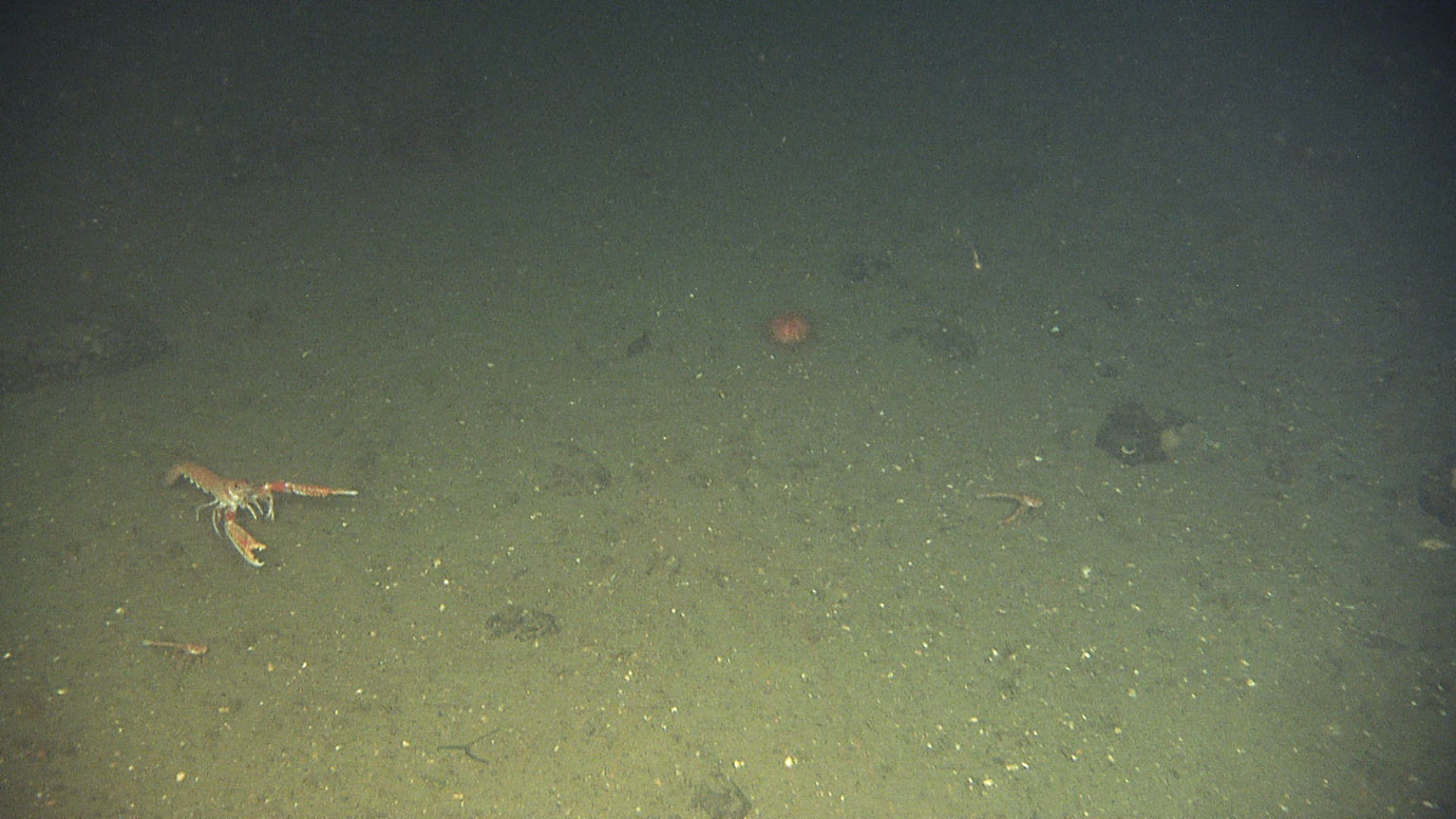 Foto av en sjøkreps på habunnen, en kråkebolle i bakgrunnen. Havbunnen ser ut til å bestå av veldig finkornet materiale.